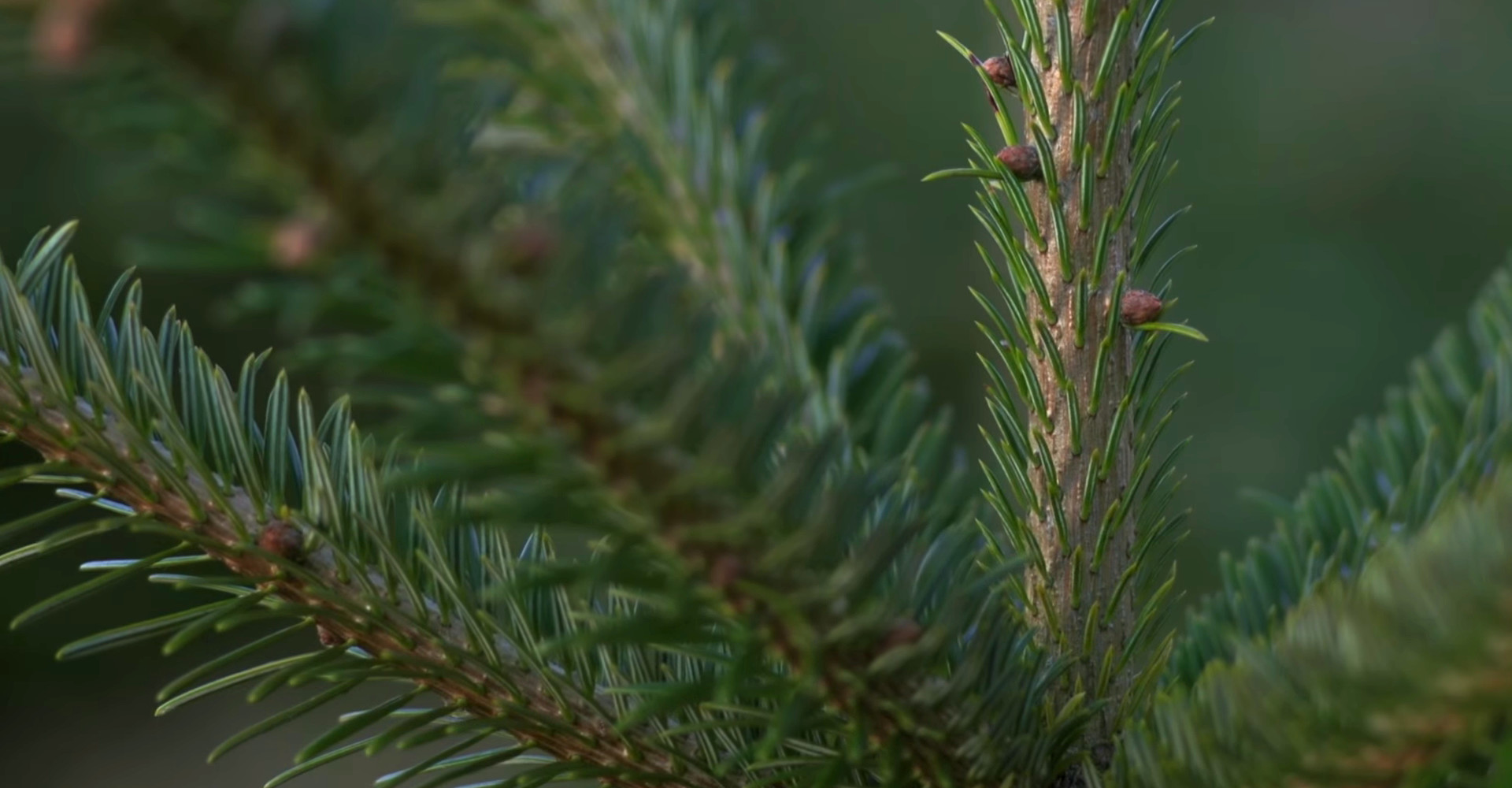 The finest Nordmann Excellent Christmas trees in Haarlem from €15,00 onwards